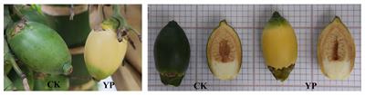 Integrated transcriptomics and metabolomics analyses of the effects of bagging treatment on carotenoid biosynthesis and regulation of Areca catechu L.